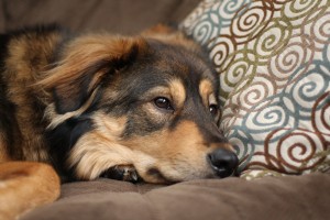 Dog on Malibu Mocha Couch